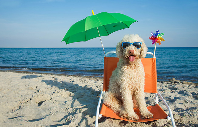 Perro en la playa
