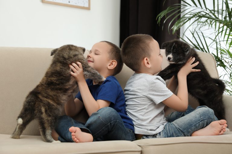 animales sintientes